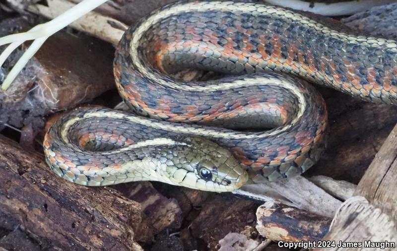 Coast Gartersnake (Thamnophis elegans terrestris)