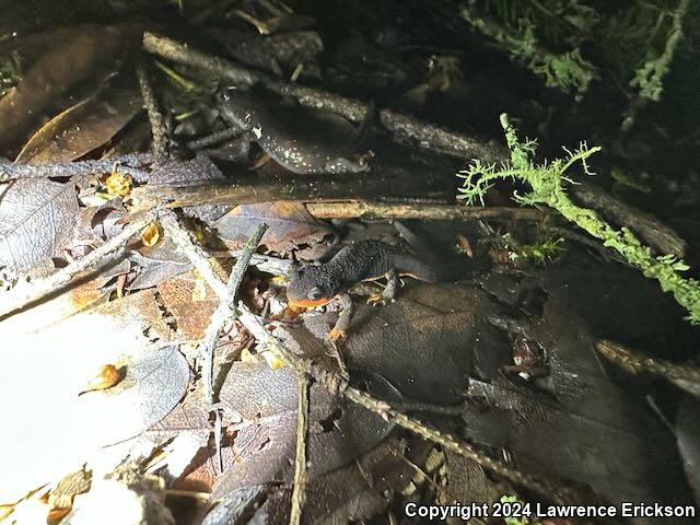 Red-bellied Newt (Taricha rivularis)