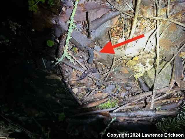 Red-bellied Newt (Taricha rivularis)