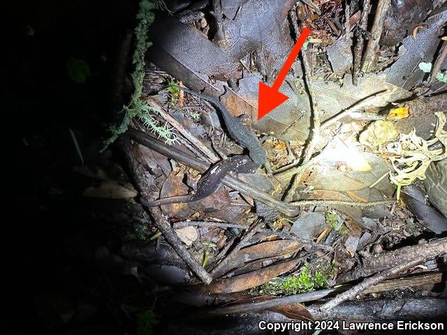 Red-bellied Newt (Taricha rivularis)