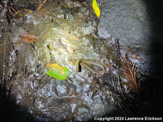 Sharp-tailed Snake (Contia tenuis)