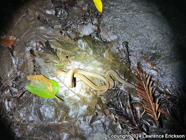 Sharp-tailed Snake (Contia tenuis)