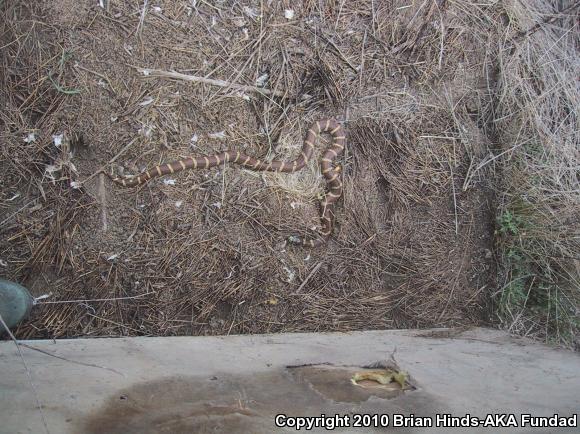 California Kingsnake (Lampropeltis getula californiae)