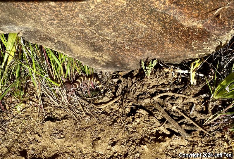 Desert Banded Gecko (Coleonyx variegatus variegatus)