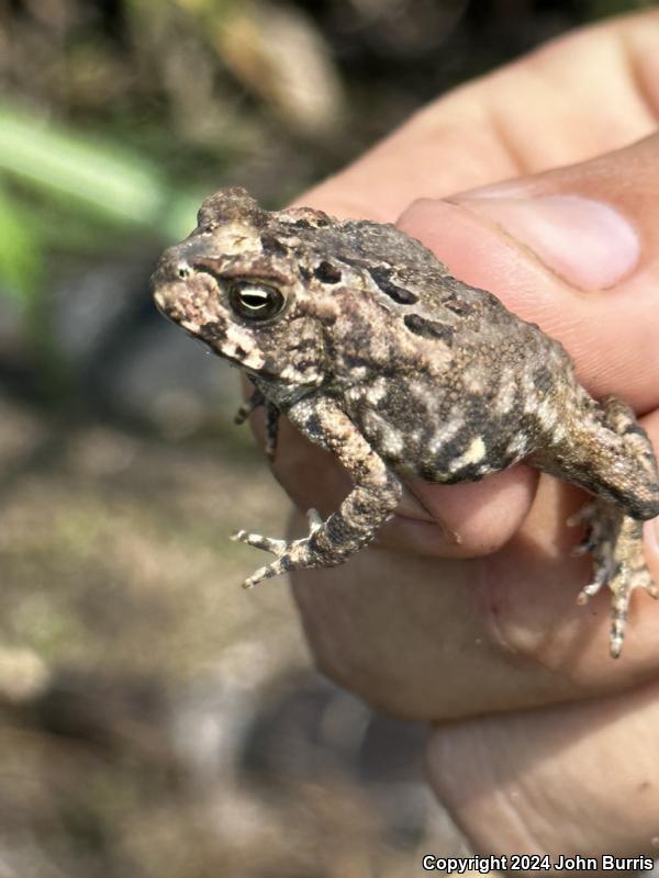 Sinaloa Toad (Ollotis mazatlanensis)