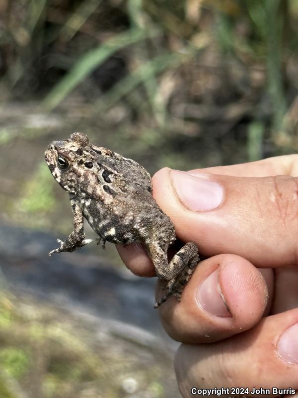 Sinaloa Toad (Ollotis mazatlanensis)