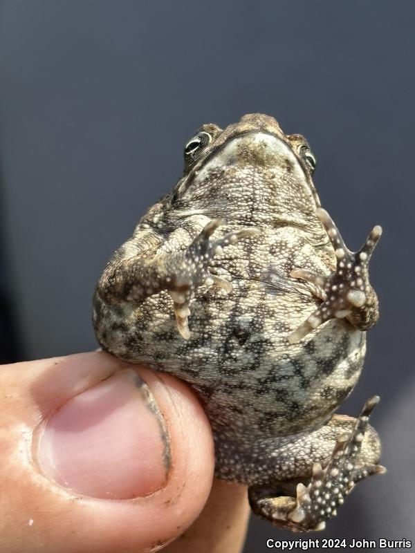 Sinaloa Toad (Ollotis mazatlanensis)