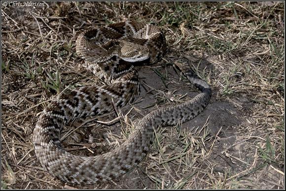 Mexican West Coast Rattlesnake (Crotalus basiliscus)