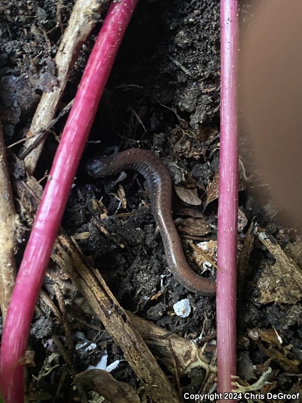 Garden Slender Salamander (Batrachoseps major major)