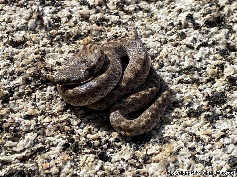 San Diego Nightsnake (Hypsiglena ochrorhyncha klauberi)