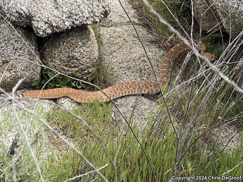 Red Diamond Rattlesnake (Crotalus ruber)