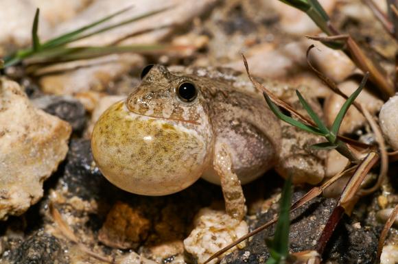 Northern Cricket Frog (Acris crepitans)