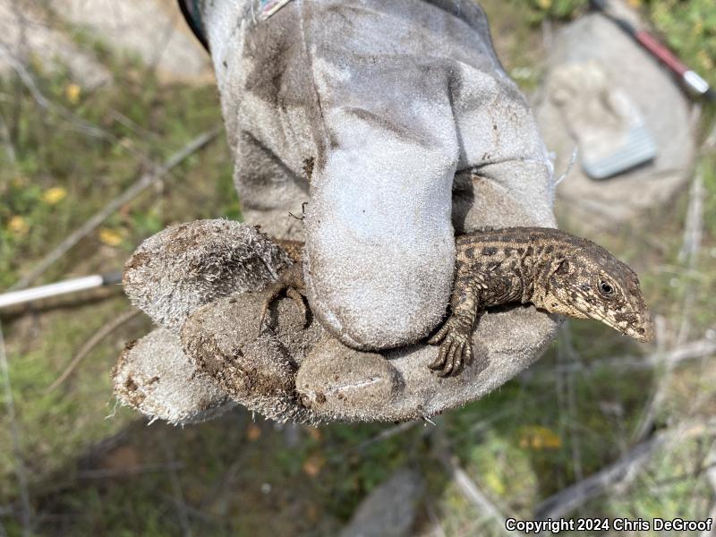 Western Whiptail (Aspidoscelis tigris)