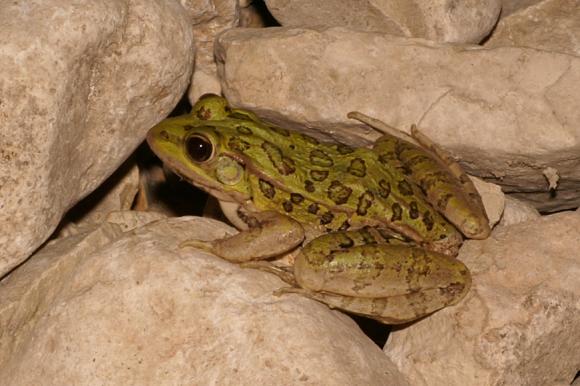 Rio Grande Leopard Frog (Lithobates berlandieri)