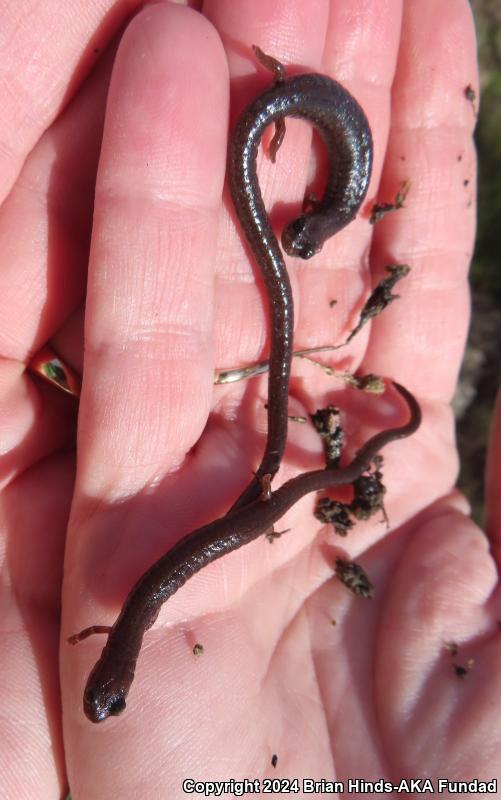 Garden Slender Salamander (Batrachoseps major)