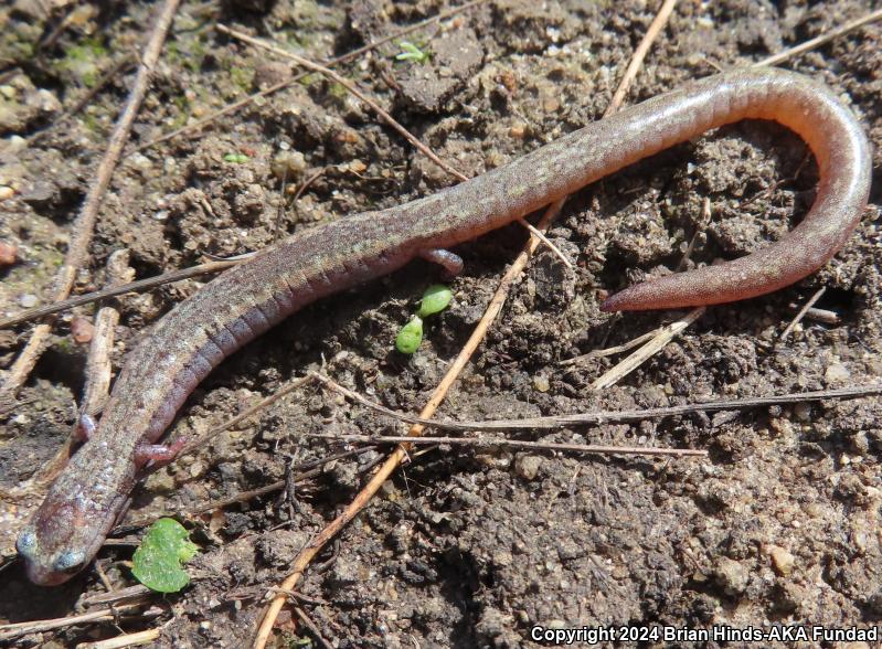 Garden Slender Salamander (Batrachoseps major)