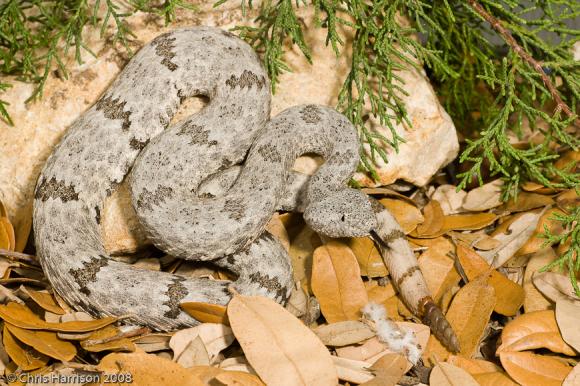 Mottled Rock Rattlesnake (Crotalus lepidus lepidus)