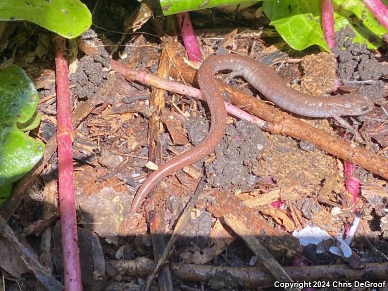 Garden Slender Salamander (Batrachoseps major major)