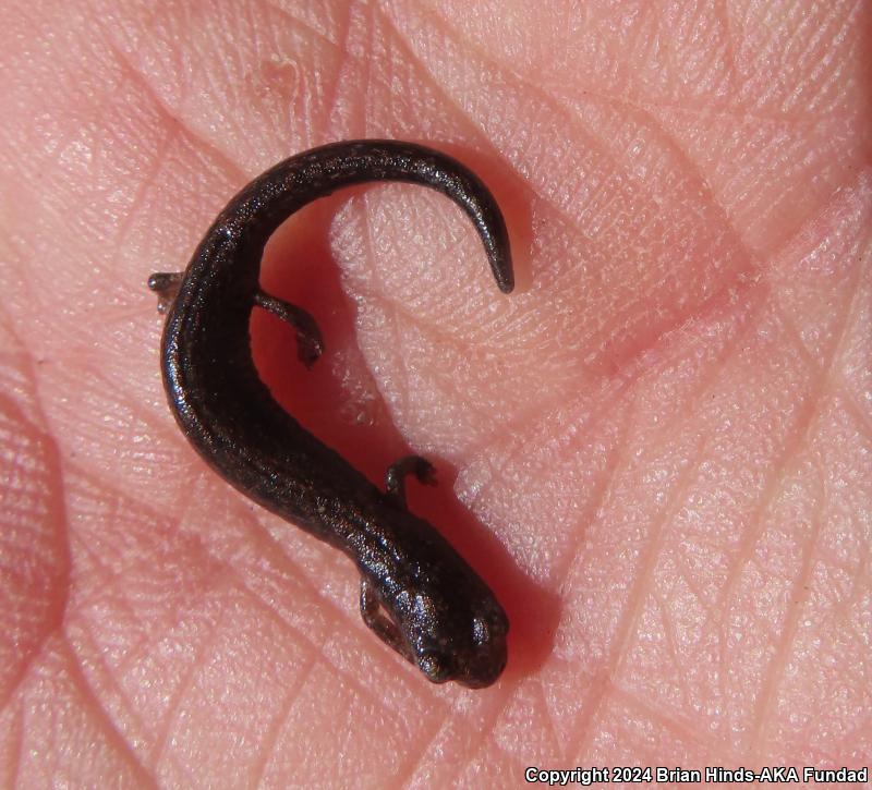 Garden Slender Salamander (Batrachoseps major)