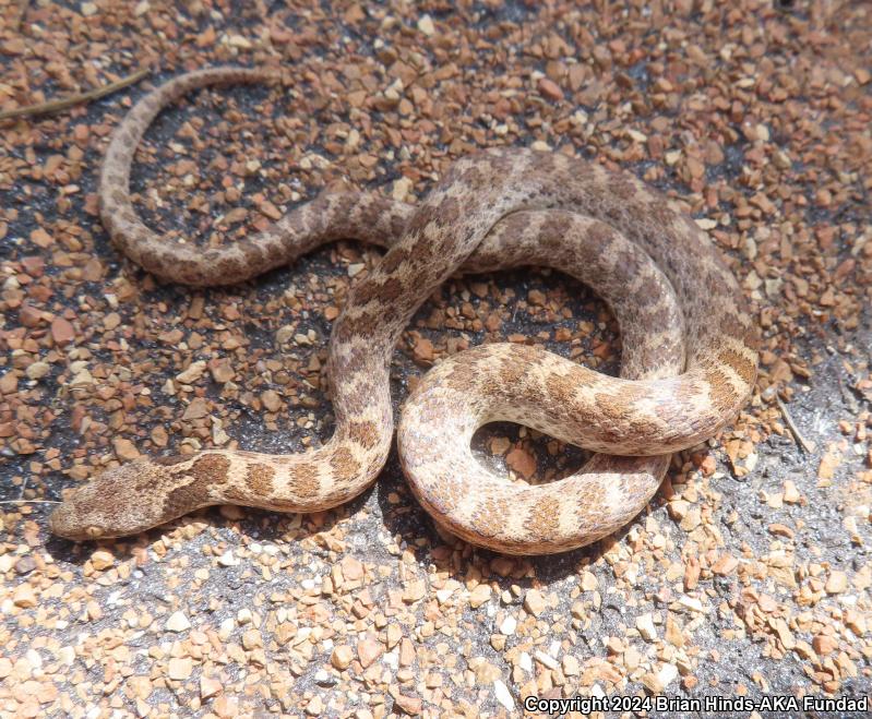 San Diego Nightsnake (Hypsiglena ochrorhyncha klauberi)