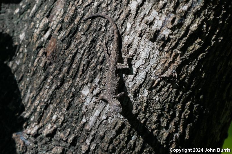 Tubercular Tree Lizard (Urosaurus bicarinatus tuberculatus)