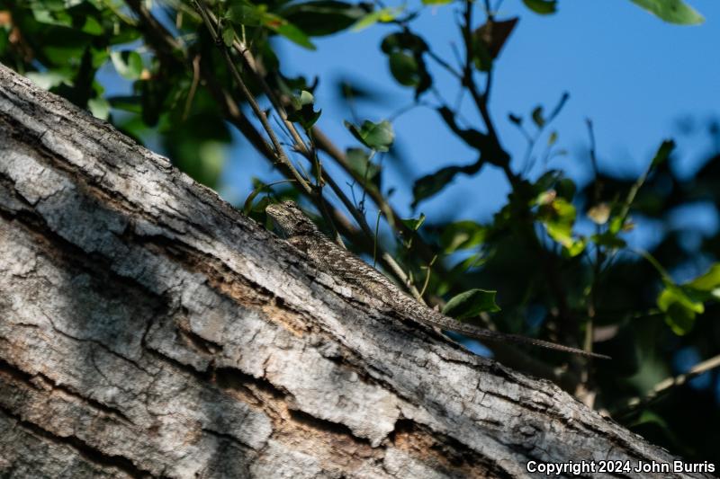 Pastel-bellied Tree Lizard (Sceloporus melanorhinus calligaster)