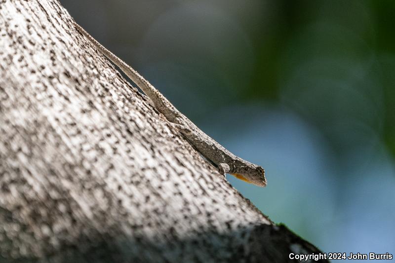 Tubercular Tree Lizard (Urosaurus bicarinatus tuberculatus)