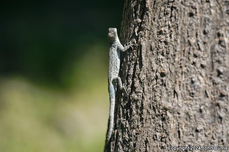 Tubercular Tree Lizard (Urosaurus bicarinatus tuberculatus)