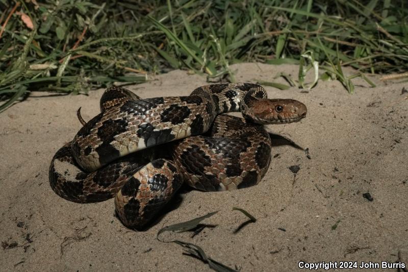 Western Foxsnake (Pantherophis vulpinus)