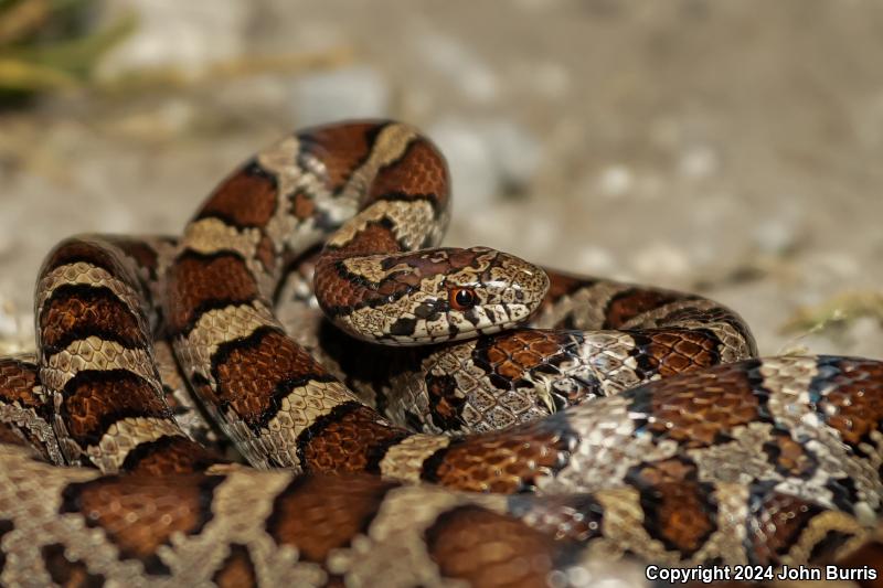 Eastern Milksnake (Lampropeltis triangulum triangulum)