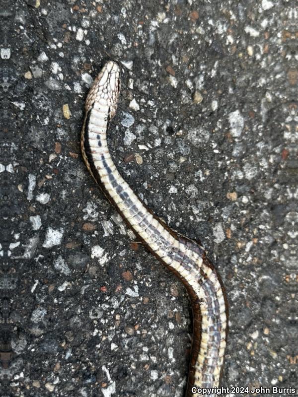 Queensnake (Regina septemvittata)