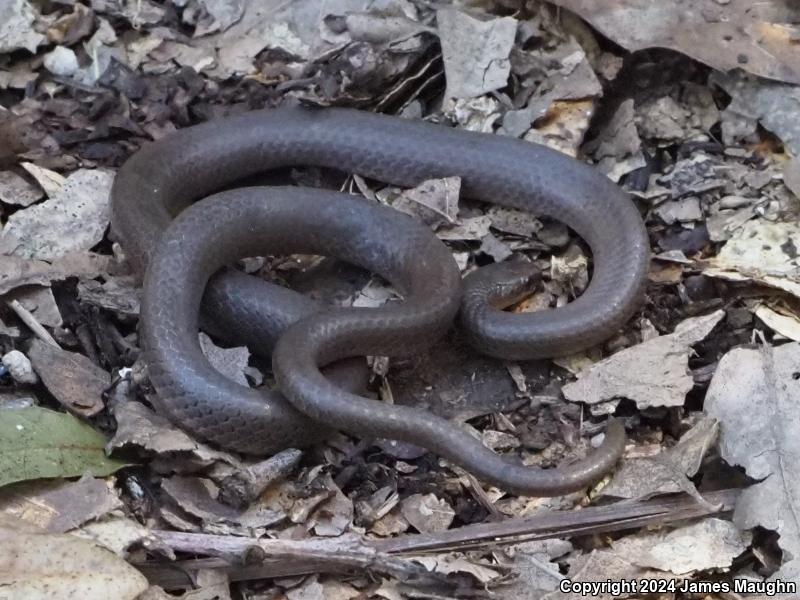 Forest Sharp-tailed Snake (Contia longicaudae)