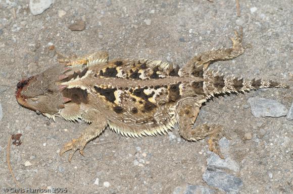 Mountain Horned Lizard (Phrynosoma orbiculare)