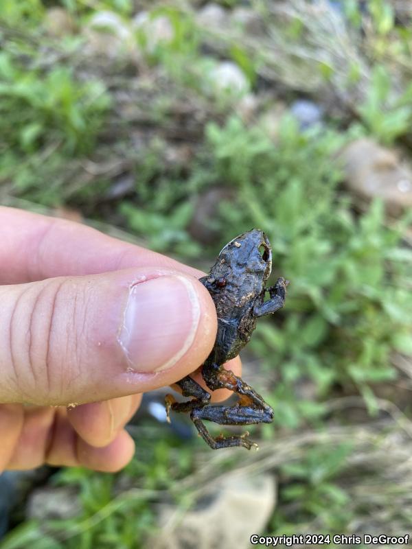 Baja California Treefrog (Pseudacris hypochondriaca)