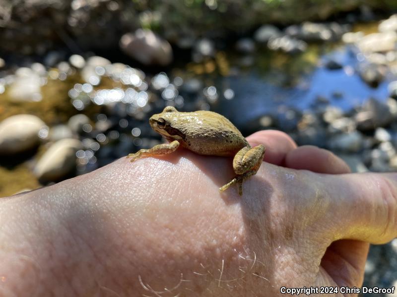 Baja California Treefrog (Pseudacris hypochondriaca)