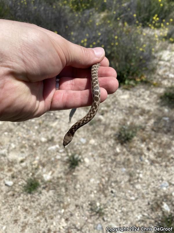 San Diego Nightsnake (Hypsiglena ochrorhyncha klauberi)