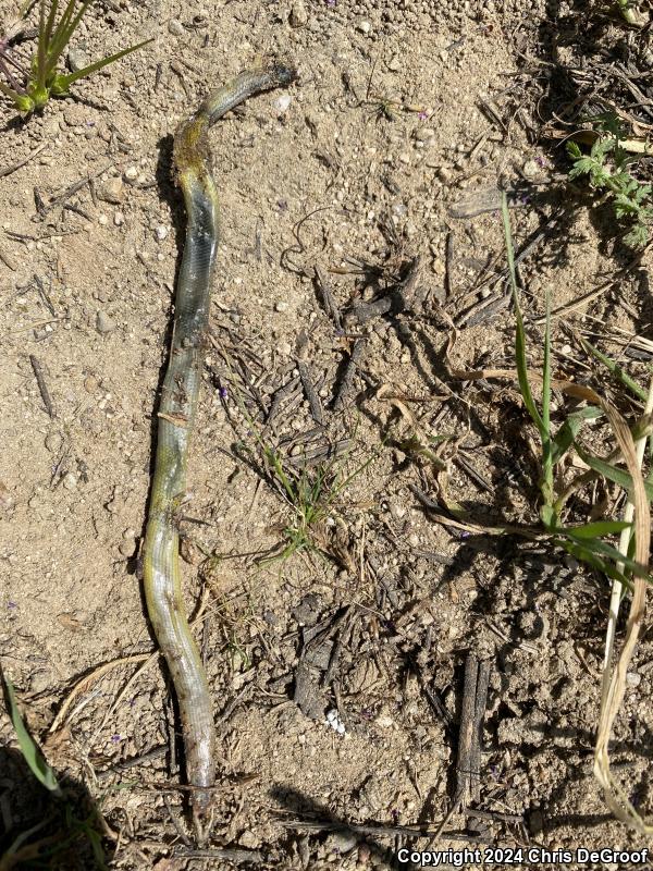 California Legless Lizard (Anniella pulchra)