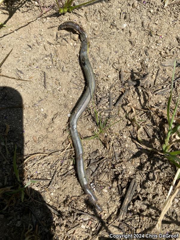 California Legless Lizard (Anniella pulchra)