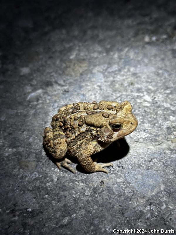 Eastern American Toad (Anaxyrus americanus americanus)