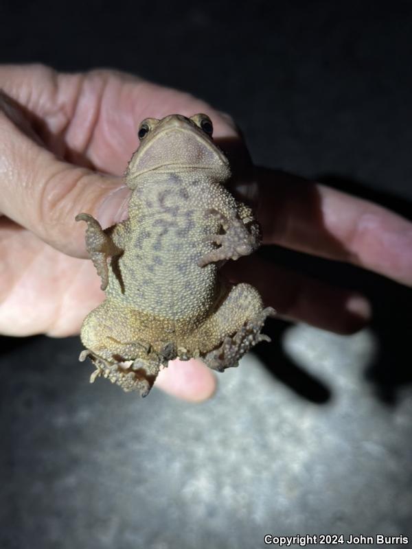 Eastern American Toad (Anaxyrus americanus americanus)