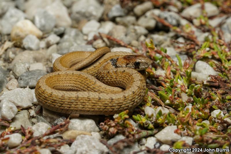 Midland Brownsnake (Storeria dekayi wrightorum)