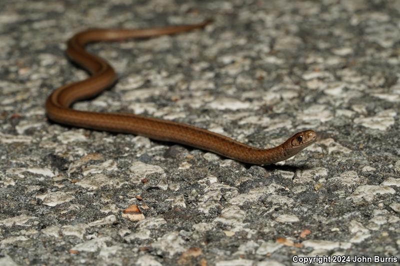 Midland Brownsnake (Storeria dekayi wrightorum)