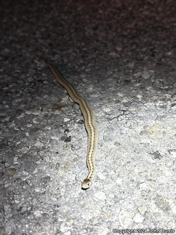 Midland Brownsnake (Storeria dekayi wrightorum)