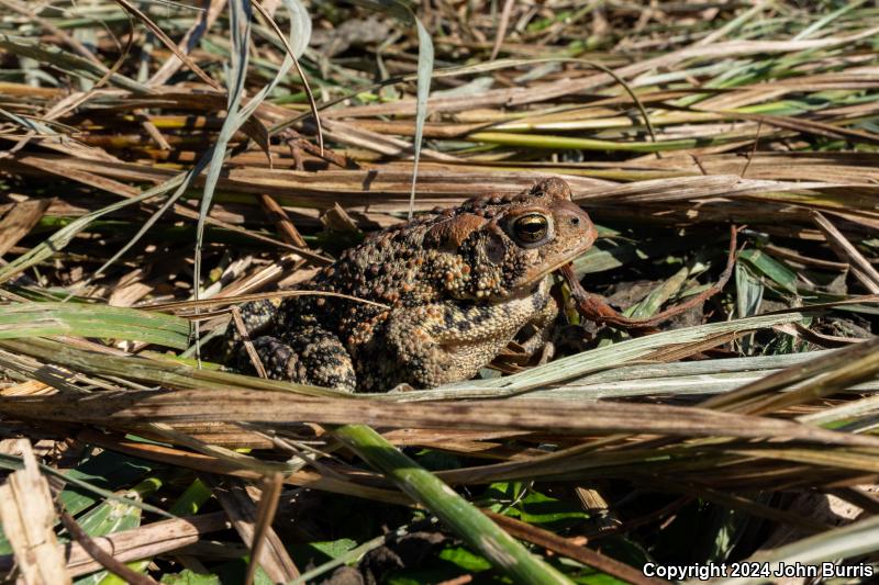 Eastern American Toad (Anaxyrus americanus americanus)