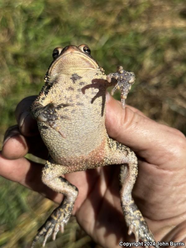 Eastern American Toad (Anaxyrus americanus americanus)