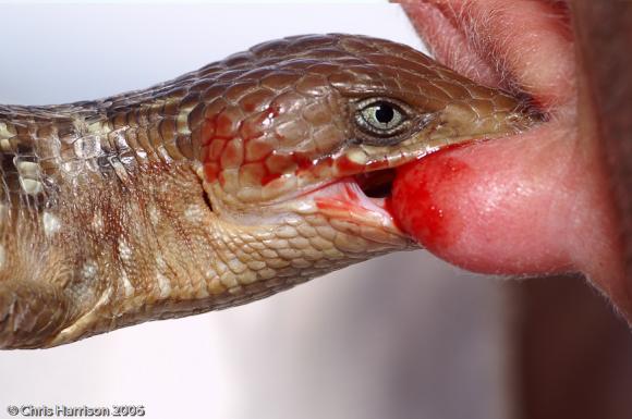 Lowery's Alligator Lizard (Gerrhonotus infernalis loweryi)