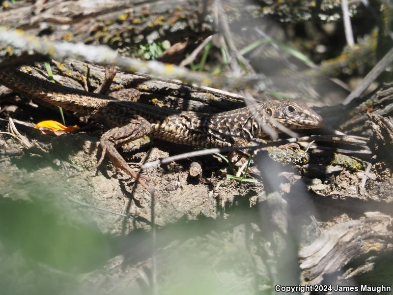 California Whiptail (Aspidoscelis tigris munda)