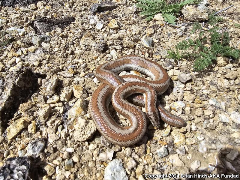 Desert Rosy Boa (Lichanura trivirgata gracia)