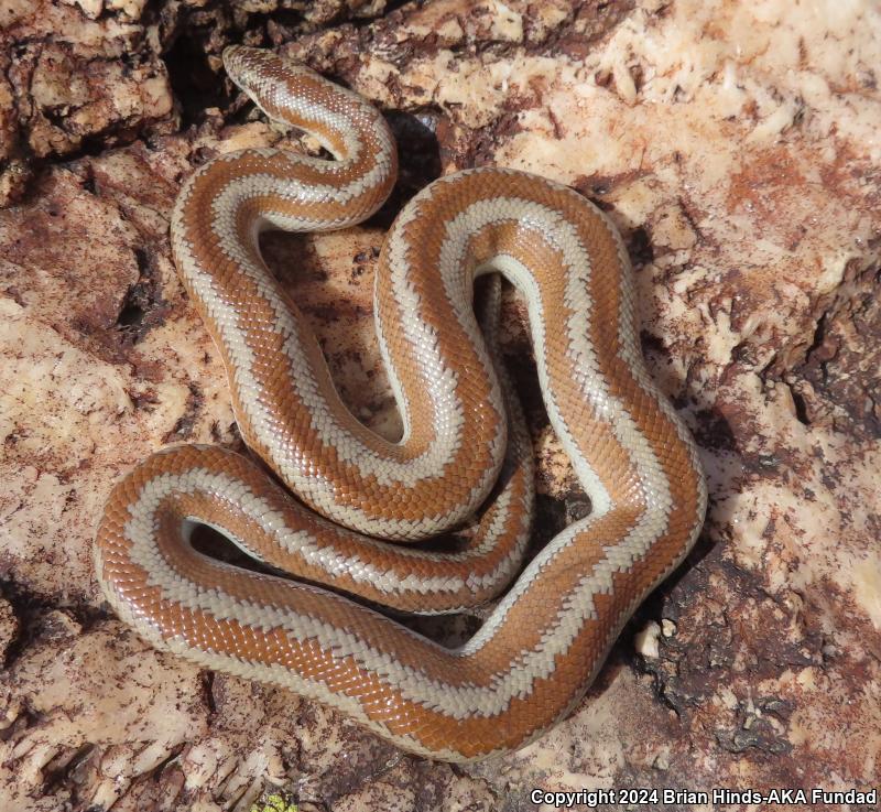 Desert Rosy Boa (Lichanura trivirgata gracia)