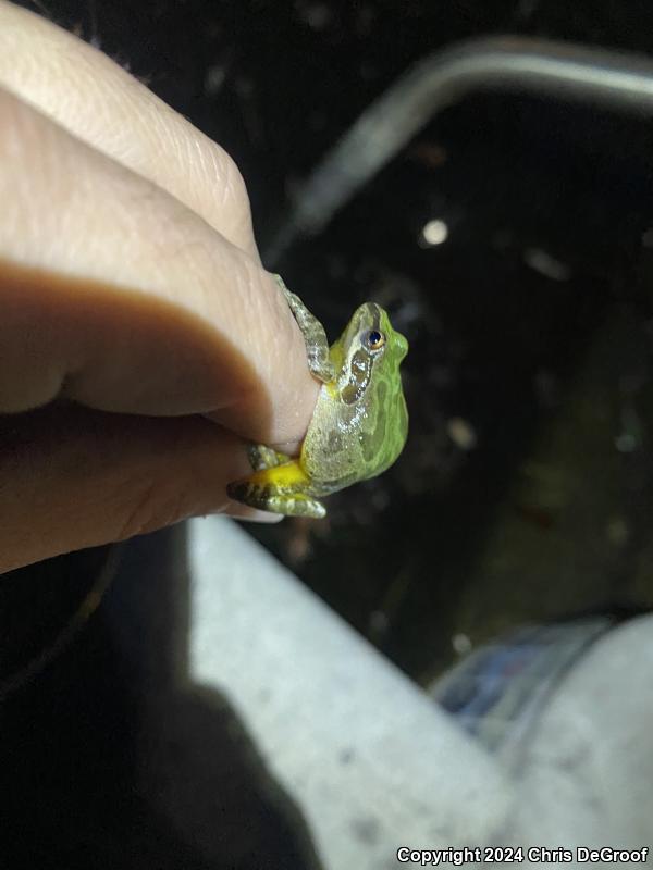 Baja California Treefrog (Pseudacris hypochondriaca)